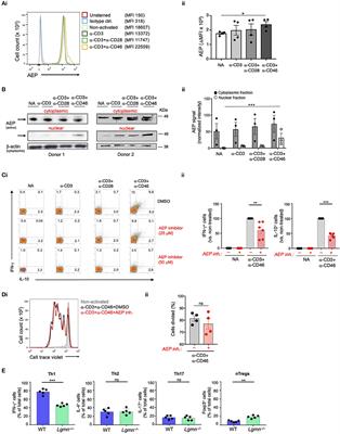 Asparaginyl Endopeptidase (Legumain) Supports Human Th1 Induction via Cathepsin L-Mediated Intracellular C3 Activation